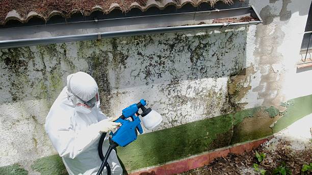 Trusted Attic Mold Removal service in Millstone Township, NJ - Cheap Mold Removal